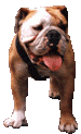 perro portada.gif