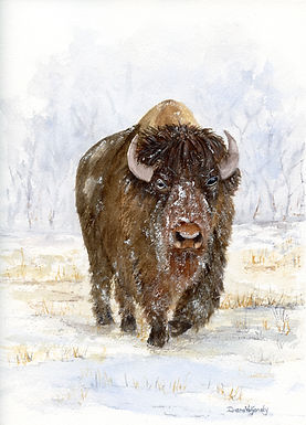 Animals