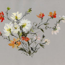 Original gouache floral painting titled Moonlit Blossoms featuring loose white, coral, and orange blossoms painted on gray paper with graceful stems and minimalist negative space, created by Pacific Northwest artist Diana Vodjansky.