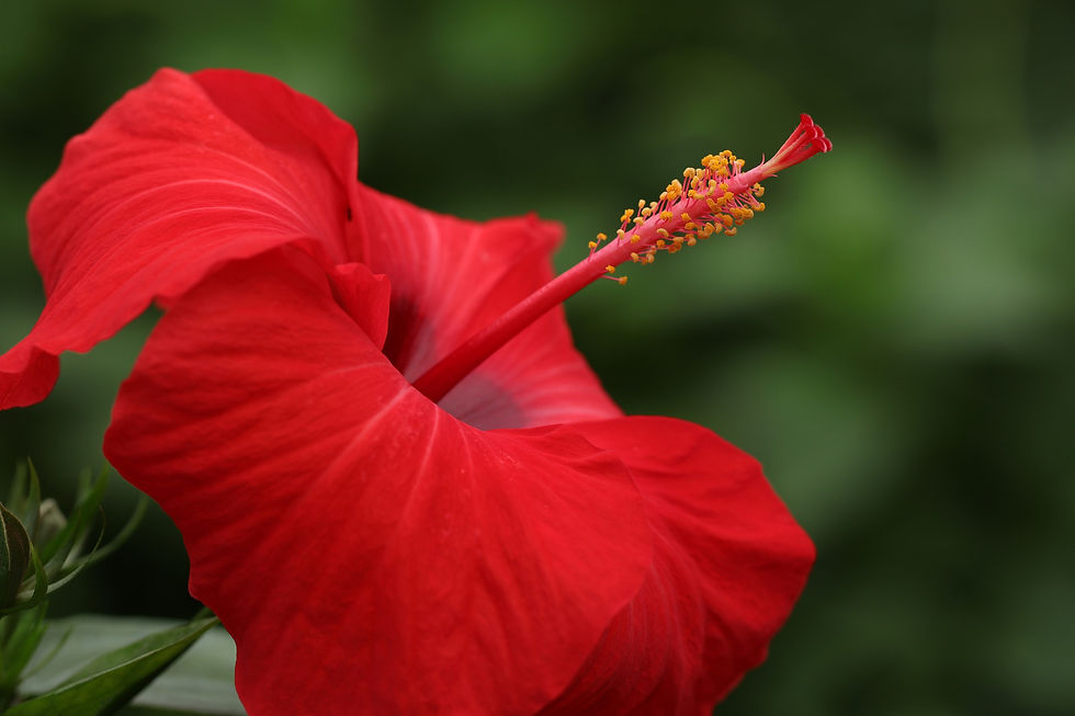 Flower Power Hibiscus