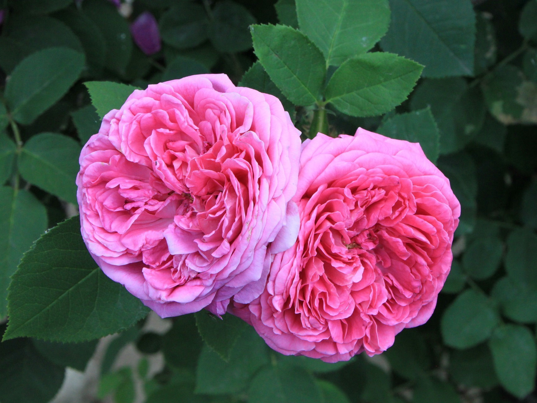 StandStill Rose from Damas