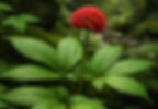 Asian Ginseng Plant