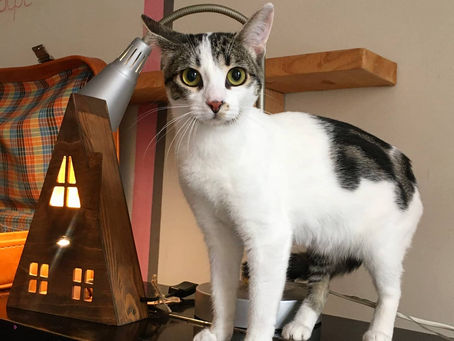 Без кота жизнь не та