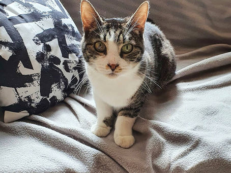 Эммик #кот_эммик_тк