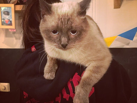 У всех в голове новый год🎄 , а у нас новый кот! 😸