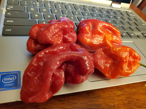10 Red Moruga Scorpion Seeds | Sizzlin Seeds