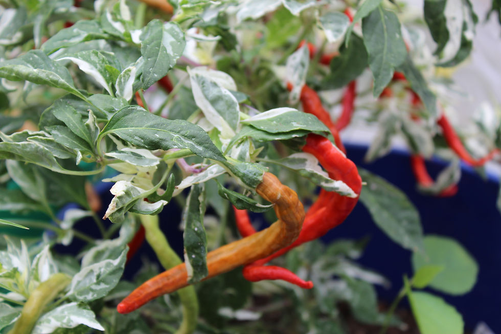 Thumbnail: Variegated-Thunder Mountain Longhorn (10 Seeds)