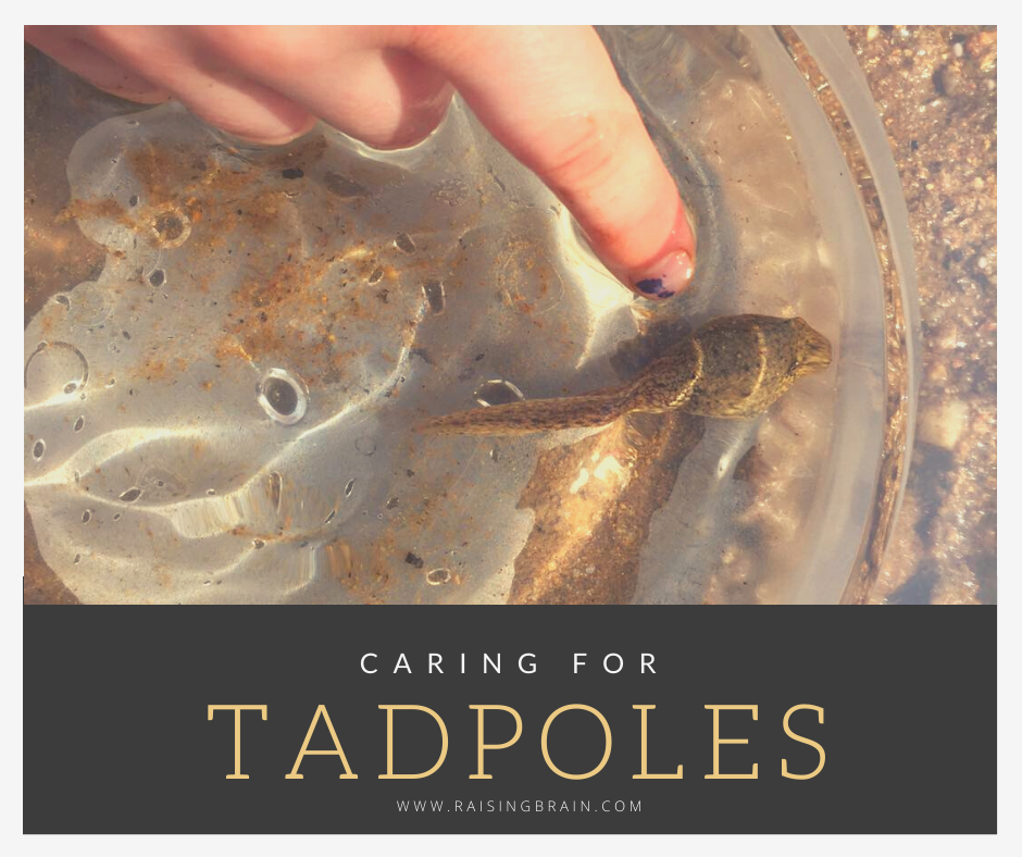 Caring for Tadpoles Caring for Tadpoles