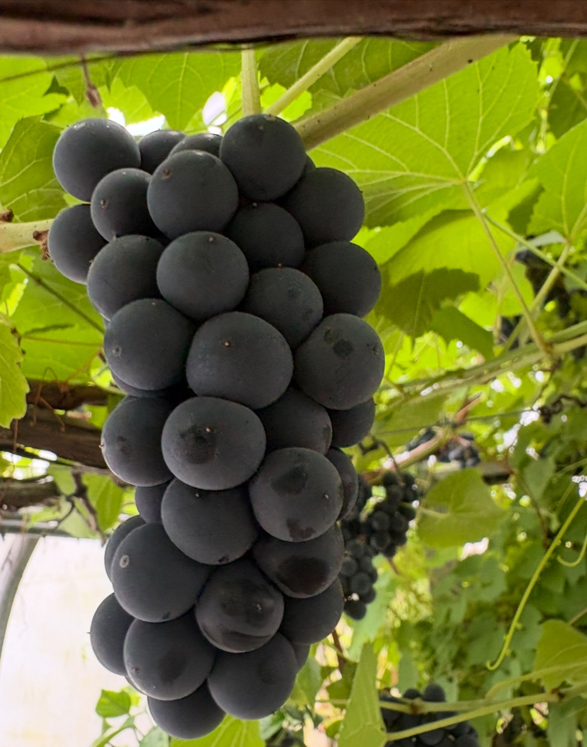 GRAPE "SUNSCAPE'S MINNESOTA #78"