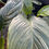 Thumbnail: Tacca chantieri (Black Bat Flower)