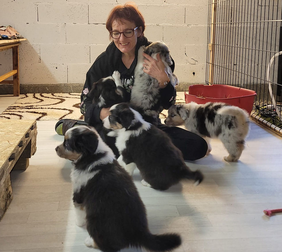 Chiots bergers australiens avec l'éleveuse