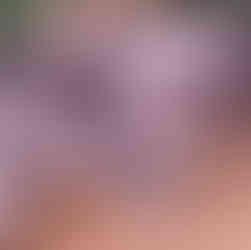 Couleur du berger australien bébé