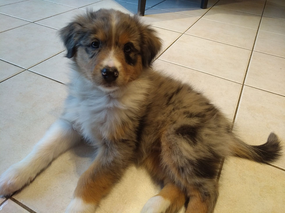 Relka, reproductrice aussie
