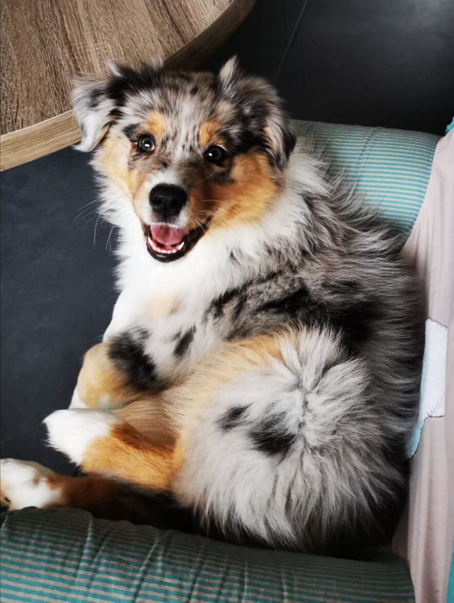 Roxy, chiot aussie