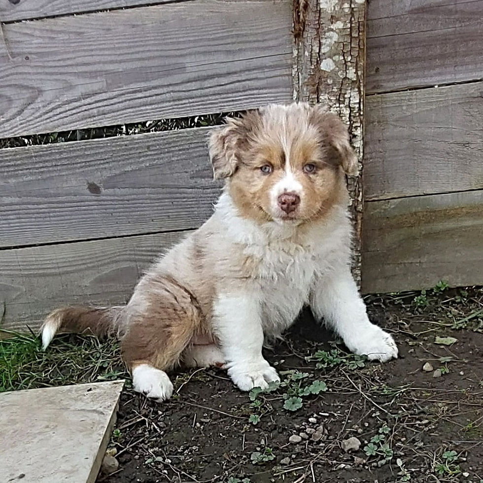 Uilo, chiot aussie