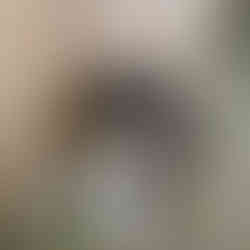 Un chiot berger australien derrière une palissade