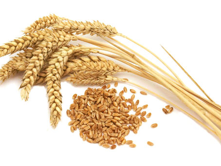 O trigo e o glúten