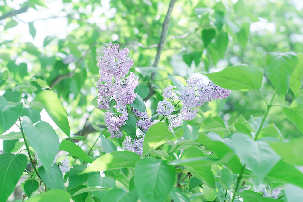 ライラックの花