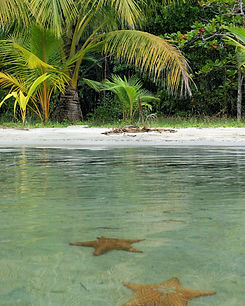 Starfish beach