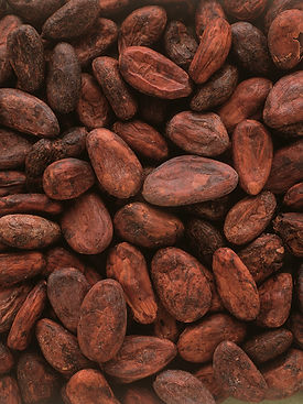 Cacao