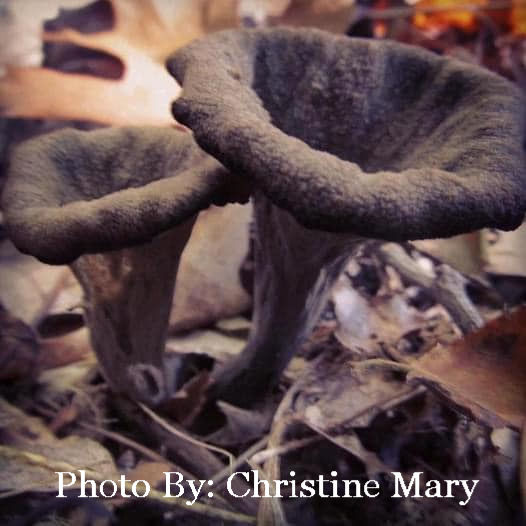 Black trumpet mushrooms