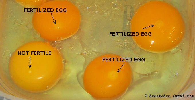 The difference between fertilized and non-fertilized eggs.
