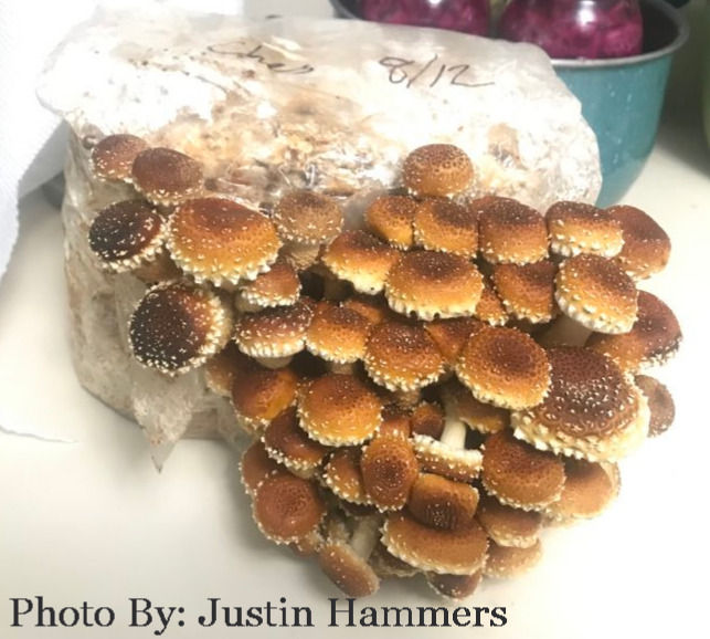 Chestnut mushrooms become slimy when cooked and can thicken sauces and soups.