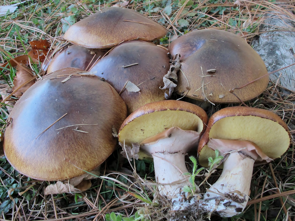 Slippery Jack mushrooms