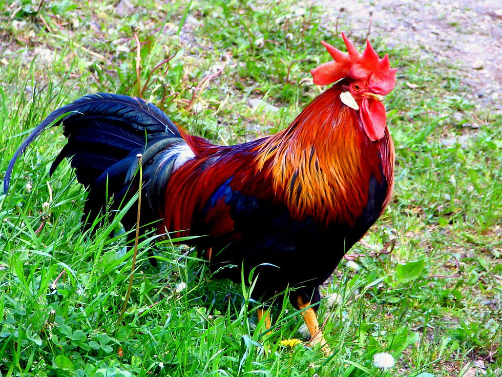 A beautifully colored rooster