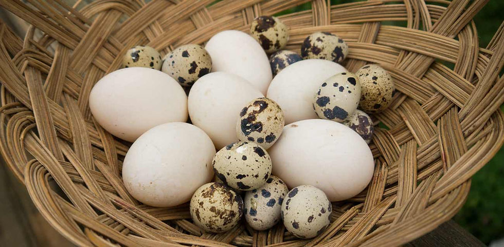 Quail eggs are different from chicken eggs by size and nutrition.
