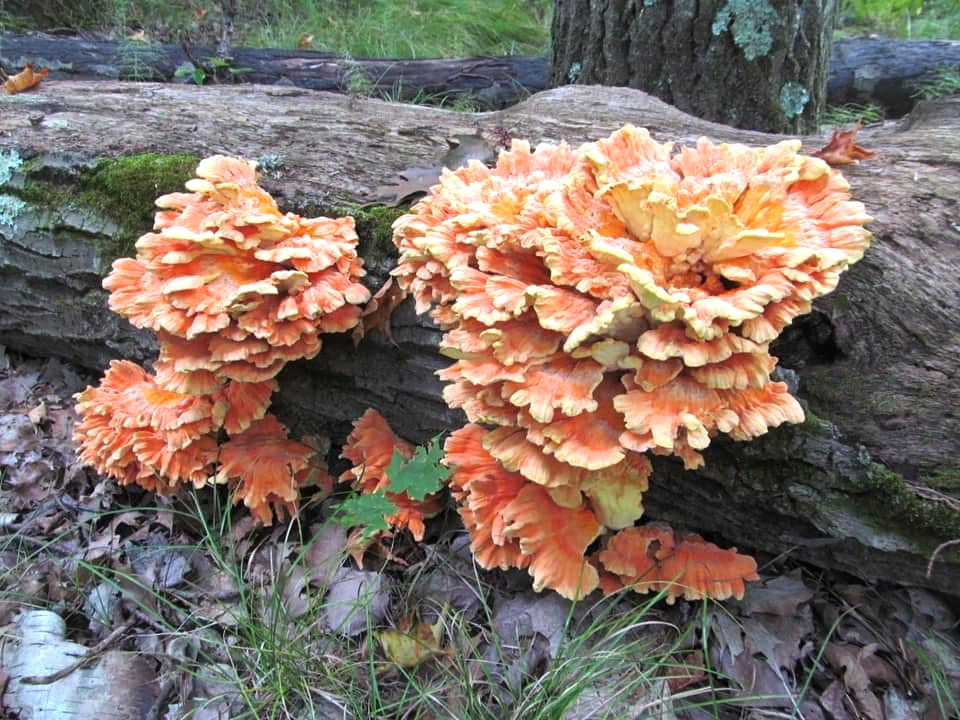 Chicken of the Woods mushrooms