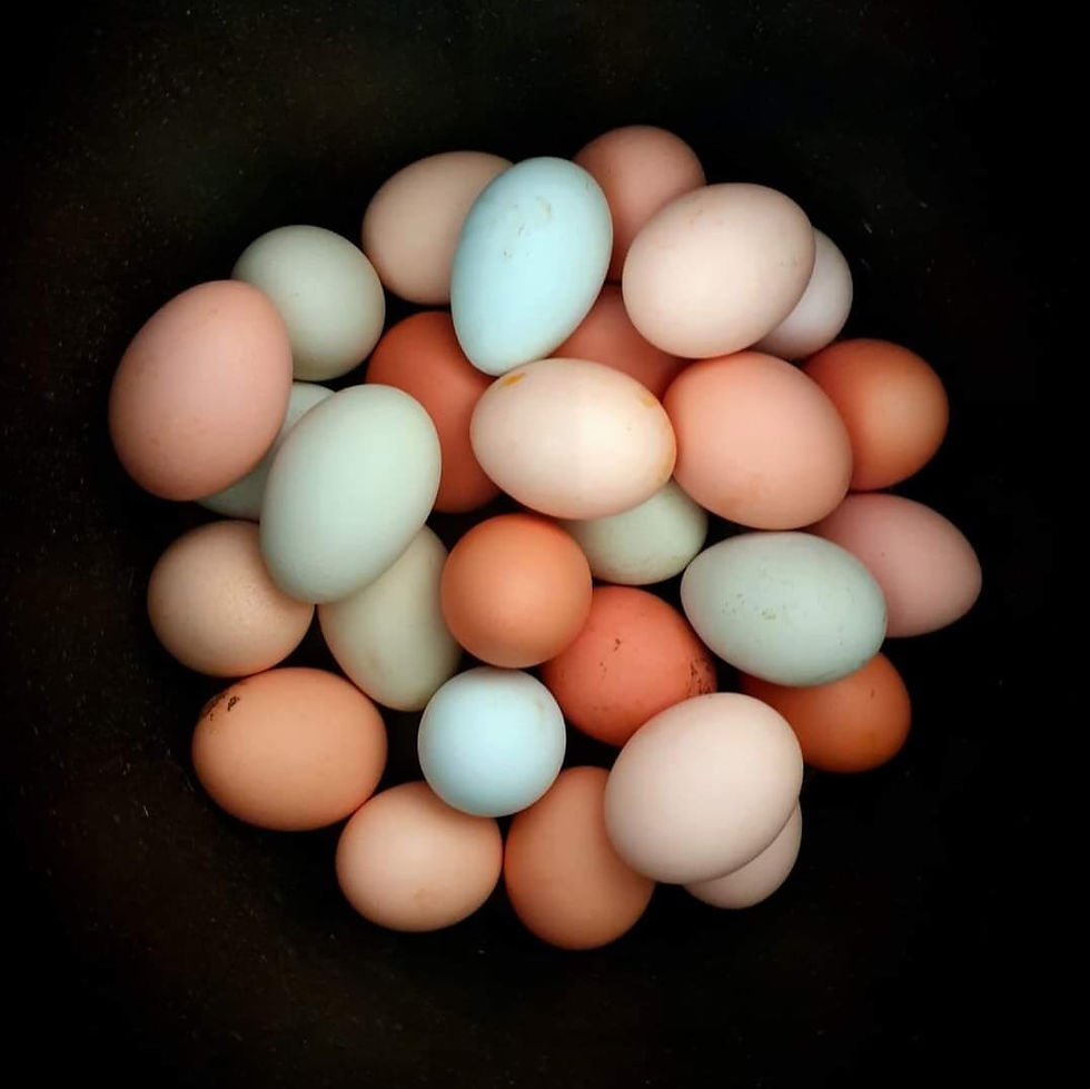 Eggs come in a variety of colors depending on the breed of chicken.