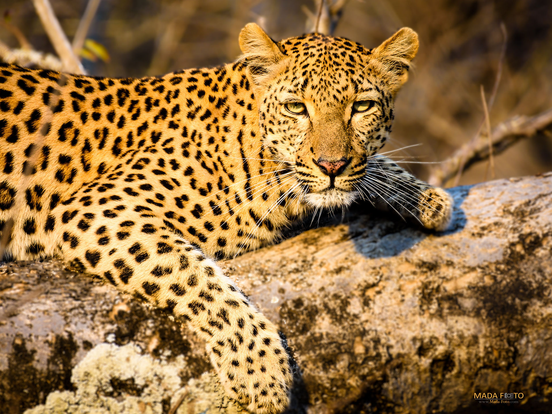 South Africa Kruger-717