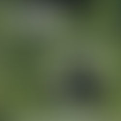 T. Rex's Woodland Bop