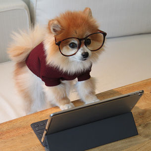 The Best Facebook Groups for Dog Parents to Join