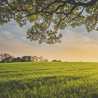 Green Farm_edited.jpg