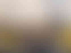 Spaziergang durch die Castle Hill Rocks. Blumen blühen am Zaunrand der Schafweide. Wir gehen zu den Felsen.