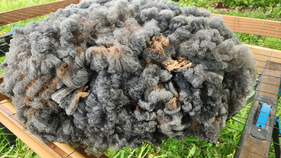 Thumbnail: Ayla - Full Raw Fleece 