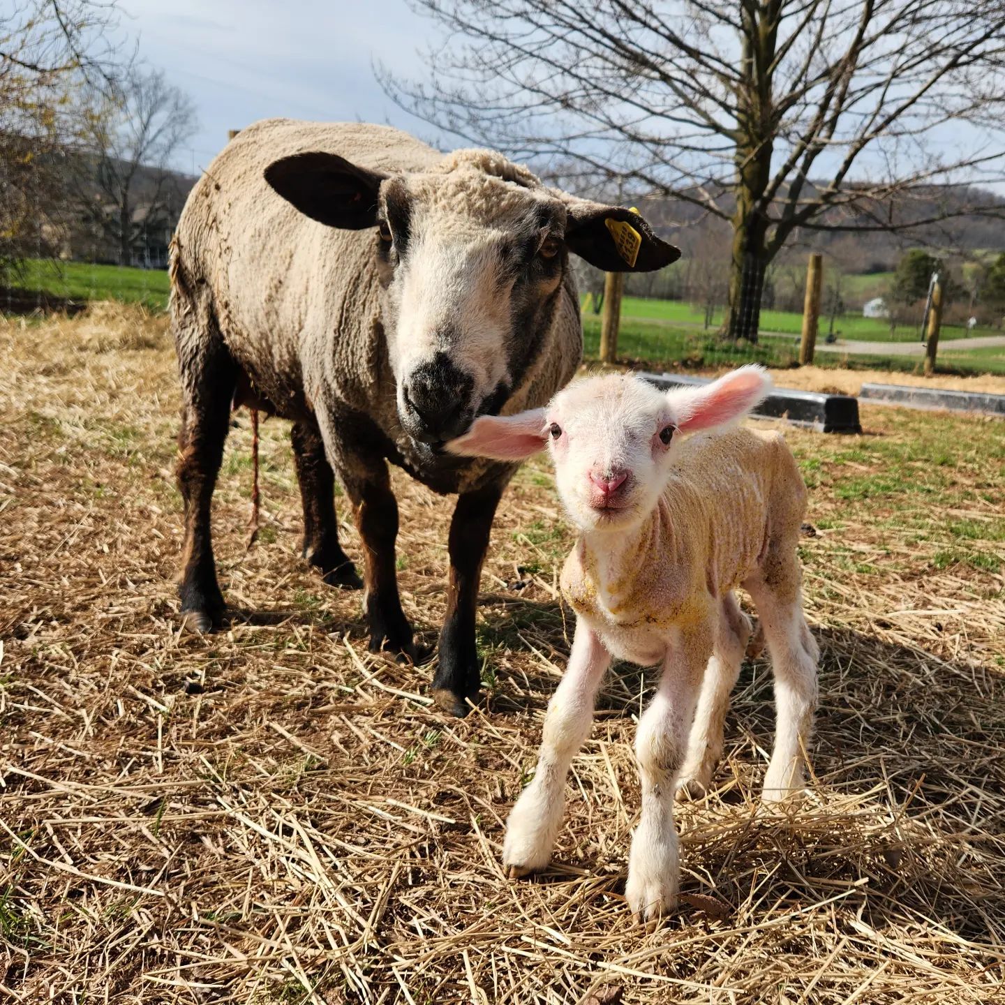 Sheep Consultation