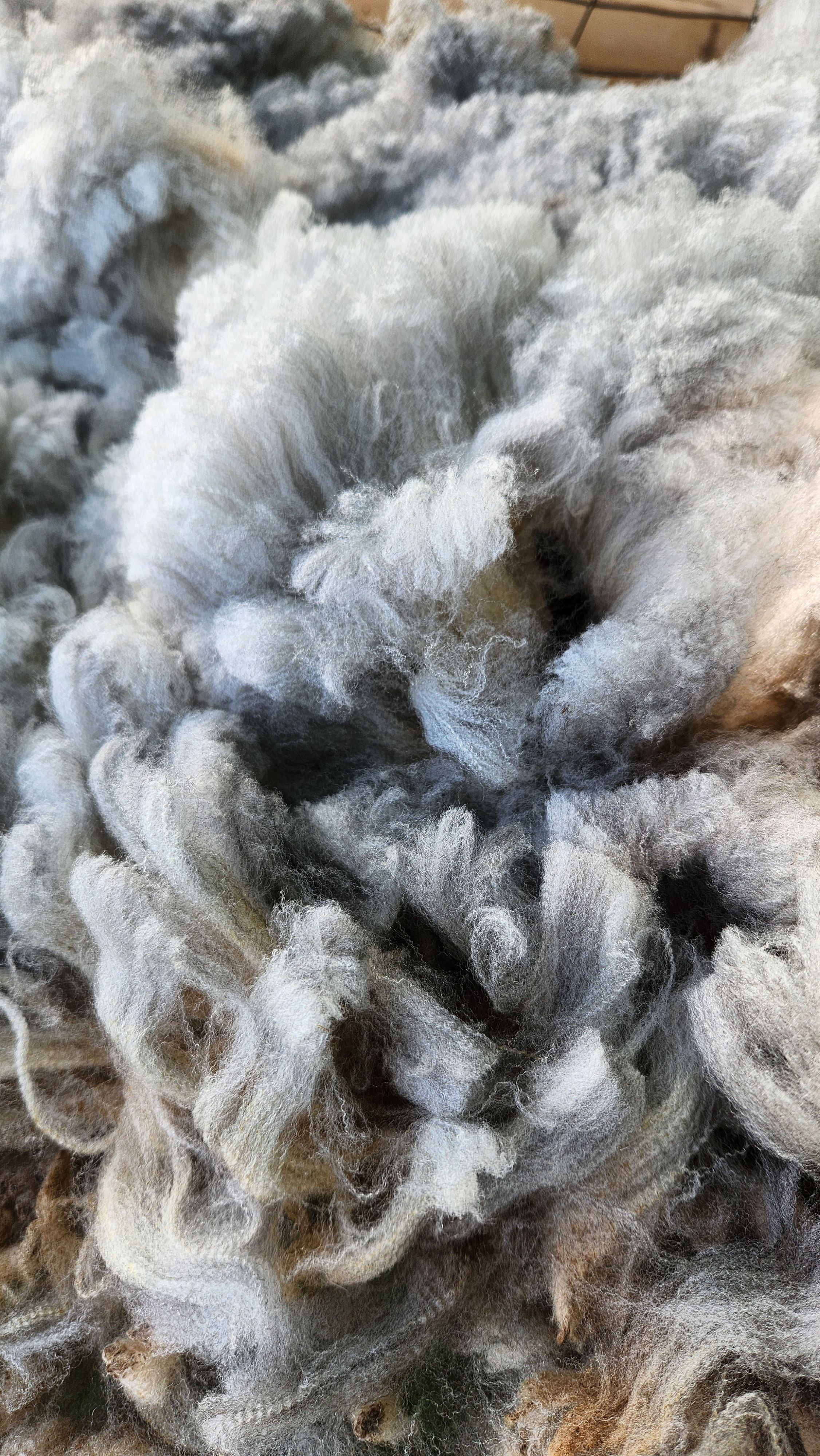 Cali - Raw Fleece by the pound