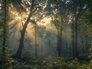 How GainForest Uses Solana and NFTrees to Stop Deforestation