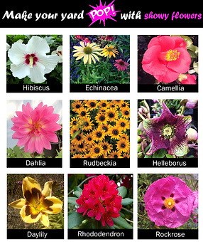 showy flowers.png