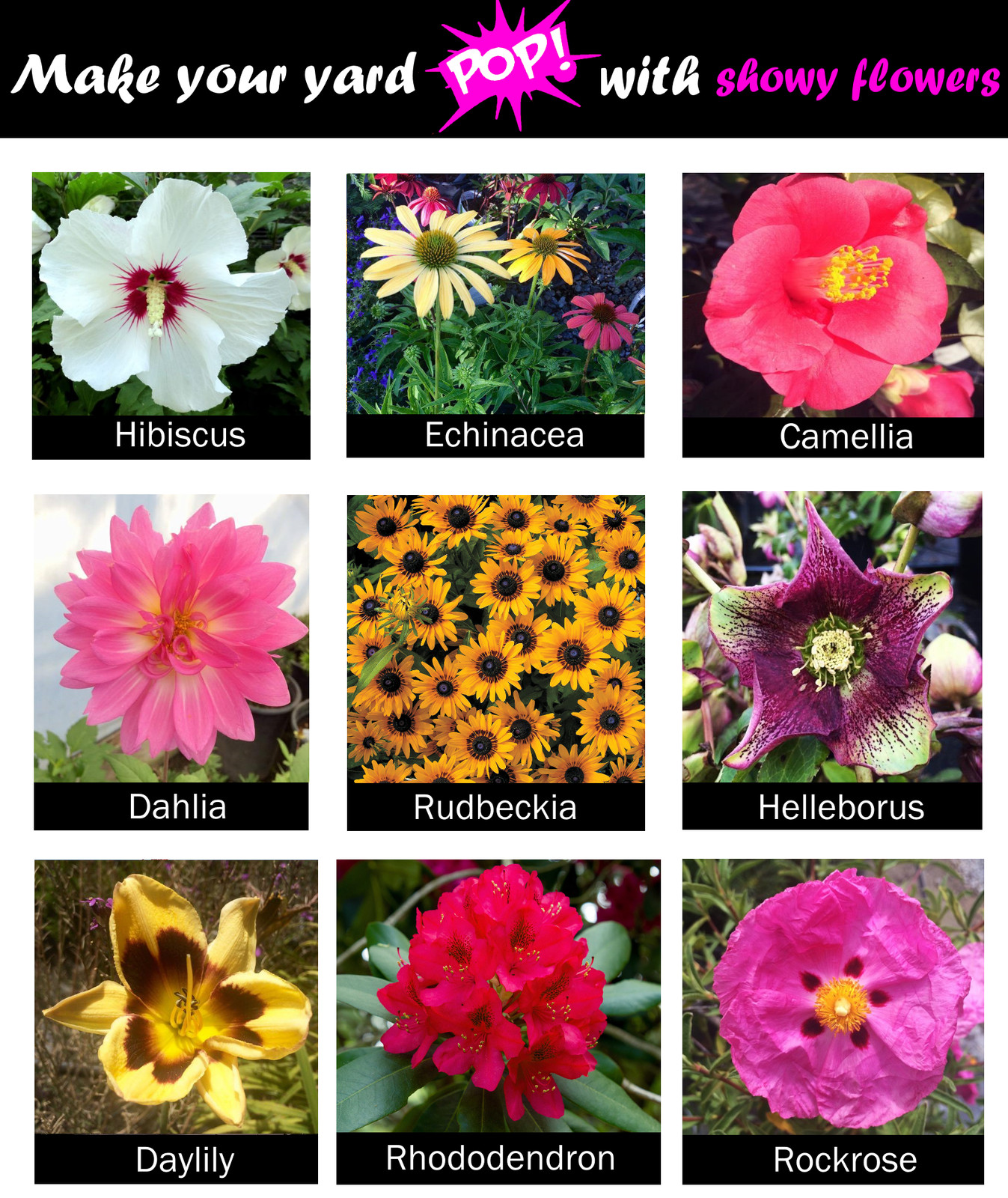 Easy to grow flowers