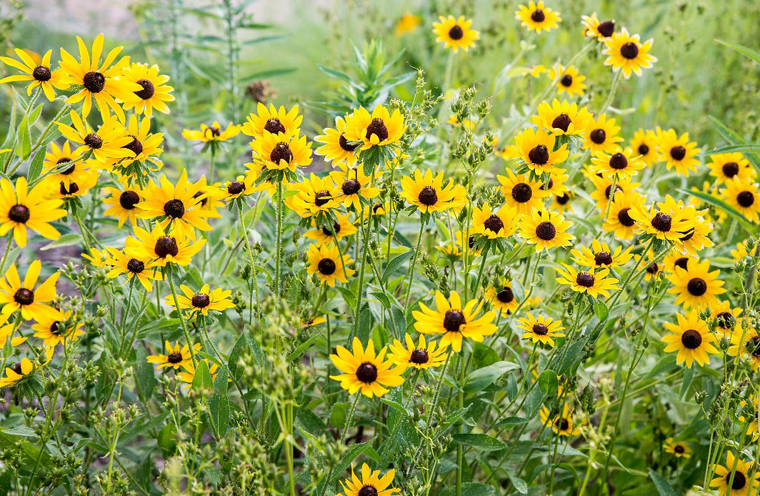 field of black eyed susans cropped.jpeg