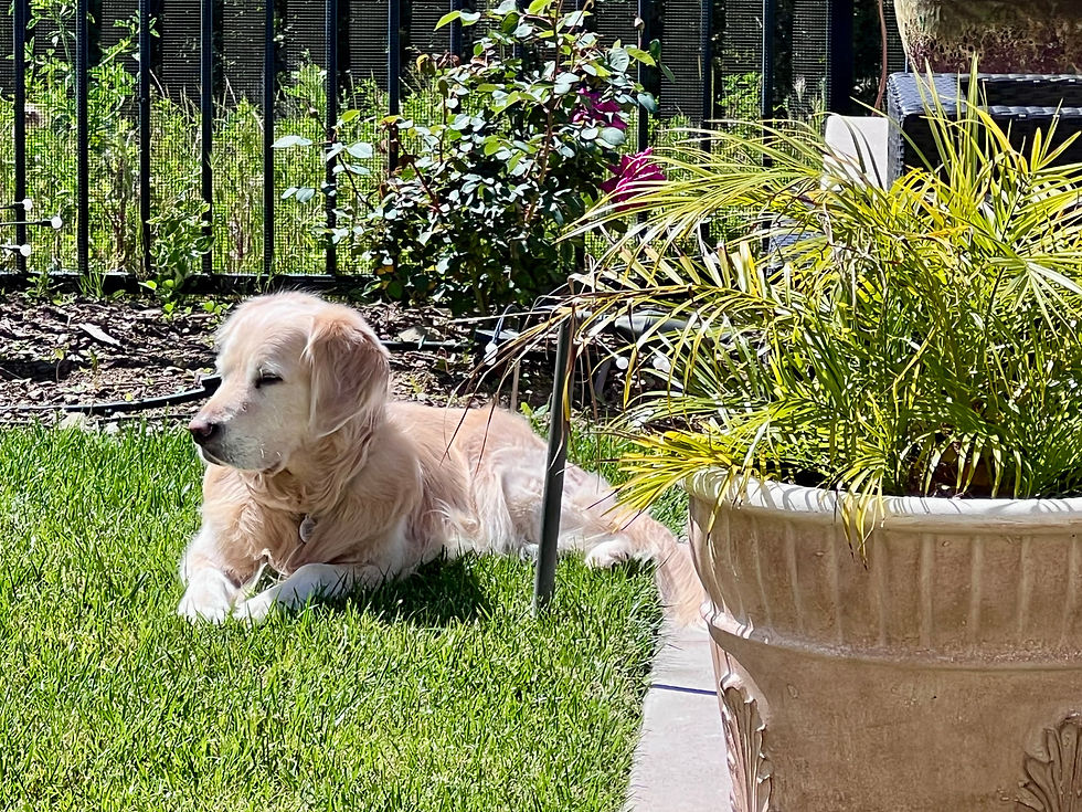 Golden retriever resting in a yard at a pet-friendly short-term rental property