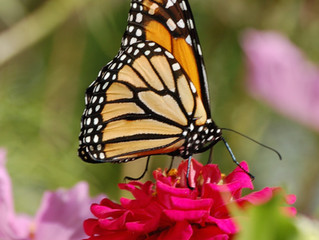 October Glory