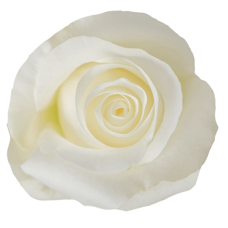 Rose Akito view from Top