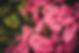 Dianthus.jpg
