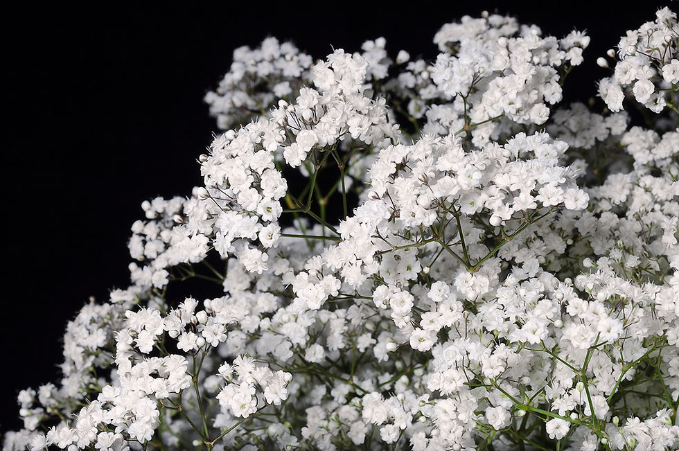 Miniature : Gypso Million Stars