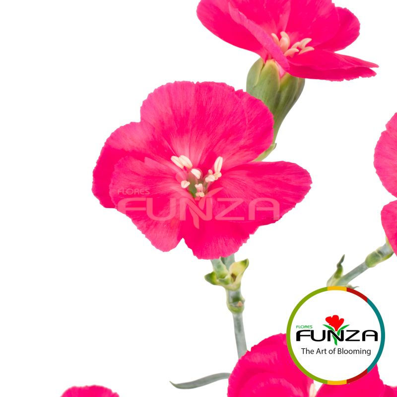 Solady 9054 Dianthus Pink view from close